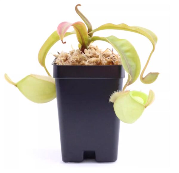 綠蘋果豬籠草（Nepenthes 'Green Apple')
