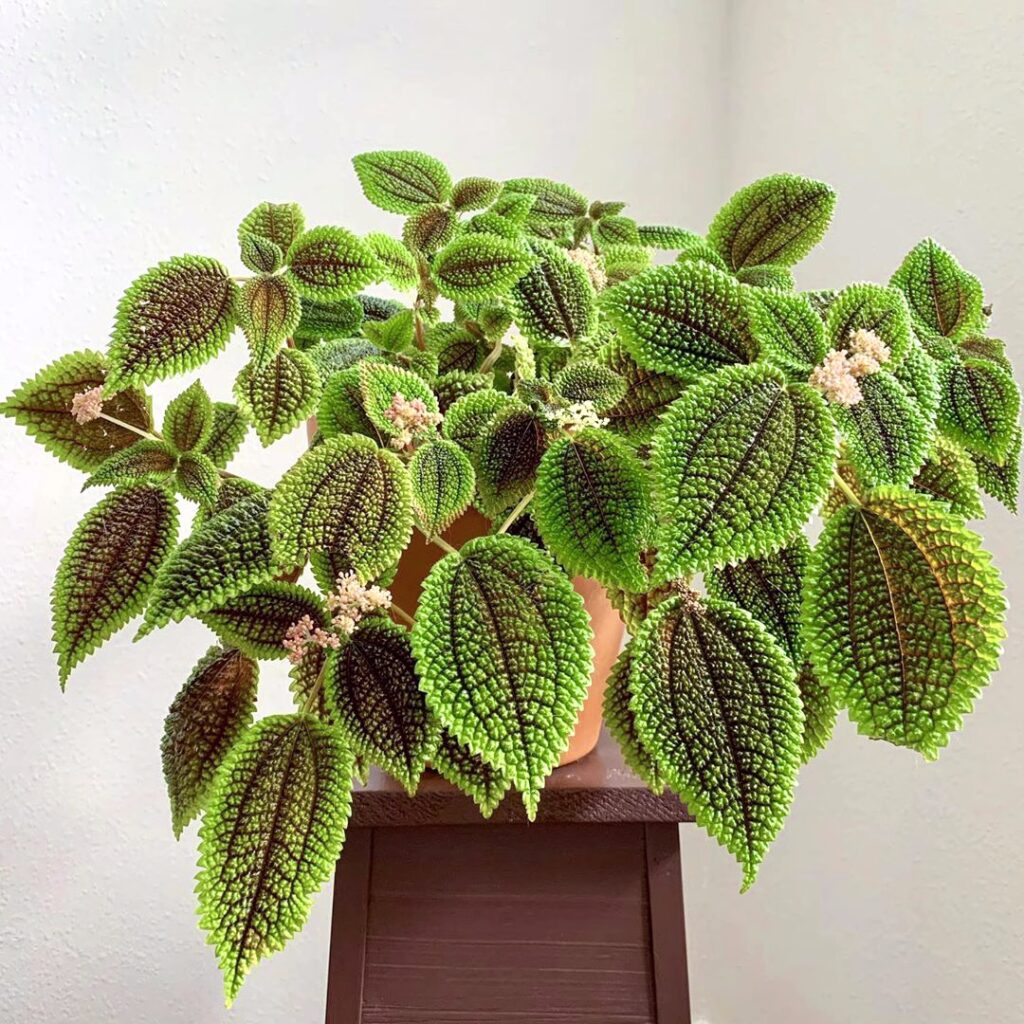 冷水花皺葉椒草 Peperomia caperata 'Ripple'