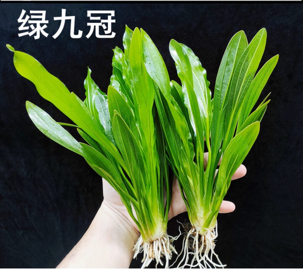 大葉綠九冠 Echinodorus uruguayensis