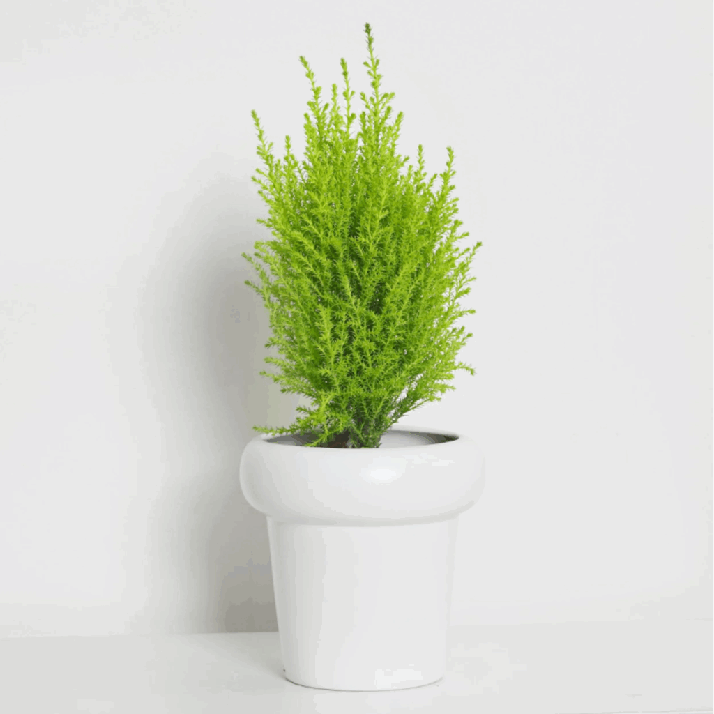 金冠柏（*Cupressus macrocarpa* 'Goldcrest'）
