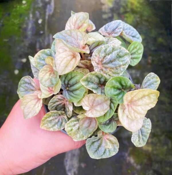 粉色大理石椒草 Peperomia 'Pink Marble'：圖片 4