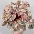 Peperomia 'Pink Marble' 粉色椒草 大理石椒草