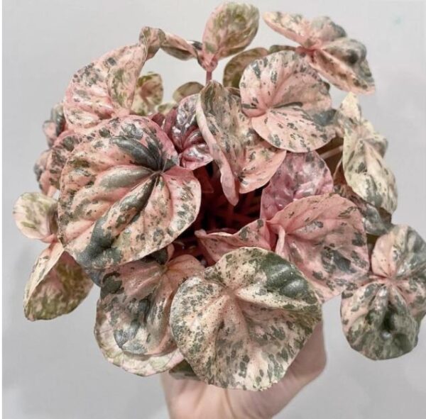 粉色大理石椒草 Peperomia 'Pink Marble'