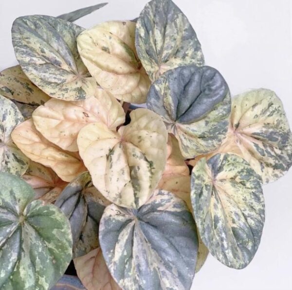 粉色大理石椒草 Peperomia 'Pink Marble'：圖片 2
