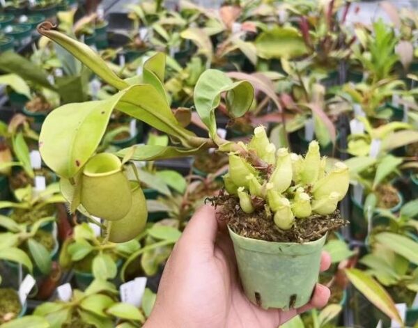 綠蘋果豬籠草（Nepenthes 'Green Apple')：圖片 3