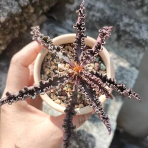 彩葉麒麟(費氏大戟,Euphorbia francoisii)