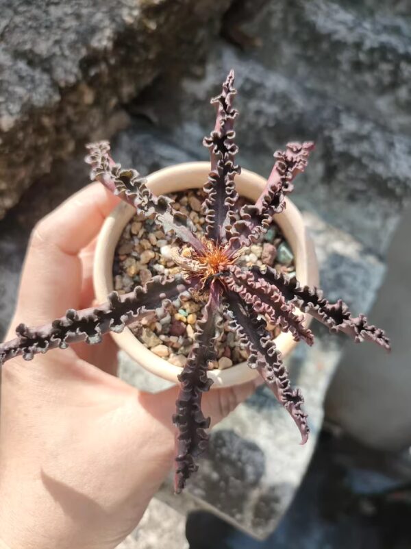 彩葉麒麟（費氏大戟，Euphorbia francoisii）