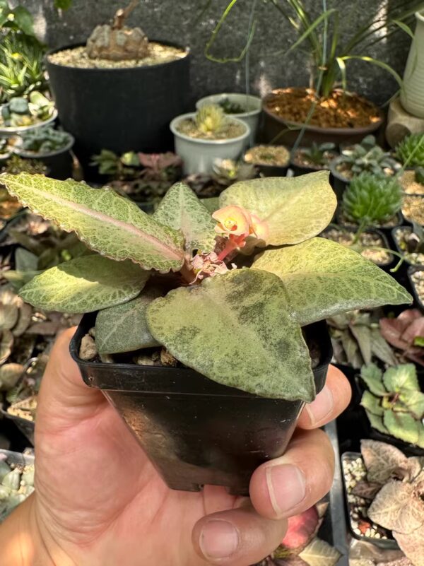 彩葉麒麟（費氏大戟，Euphorbia francoisii）：圖片 4