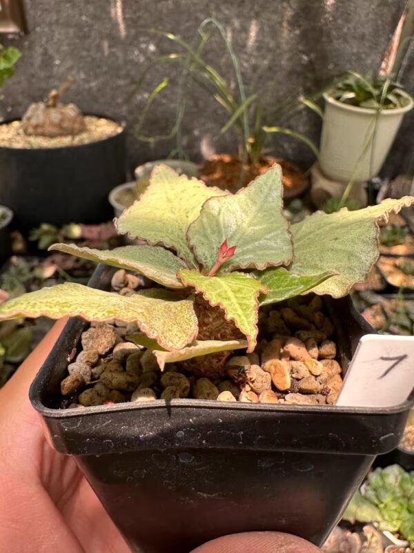 彩葉麒麟（費氏大戟，Euphorbia francoisii）：圖片 5