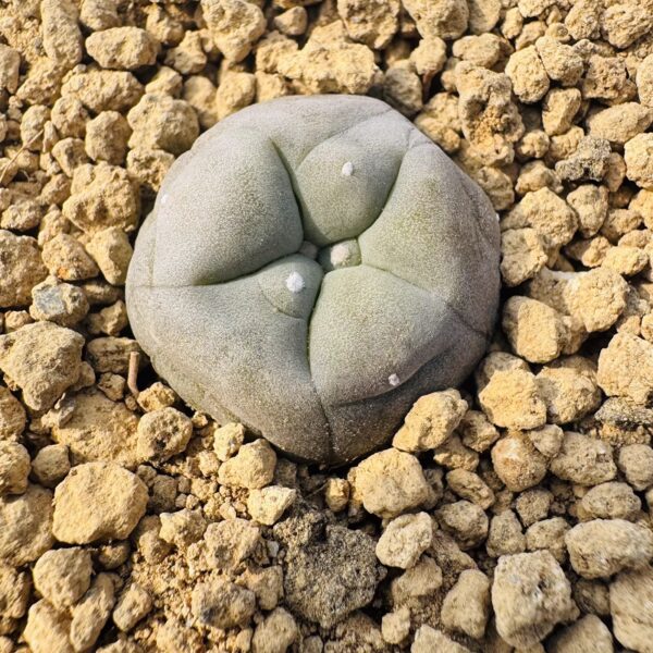 羽毛仙人球Mammillaria plumosa：圖片 7