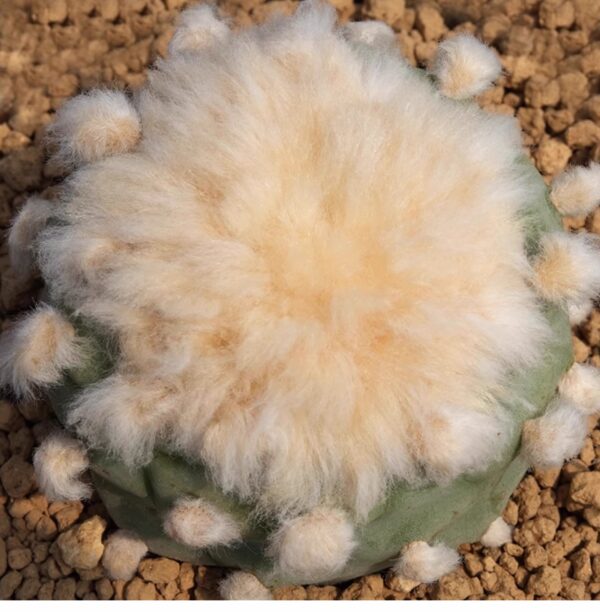 羽毛仙人球Mammillaria plumosa：圖片 3