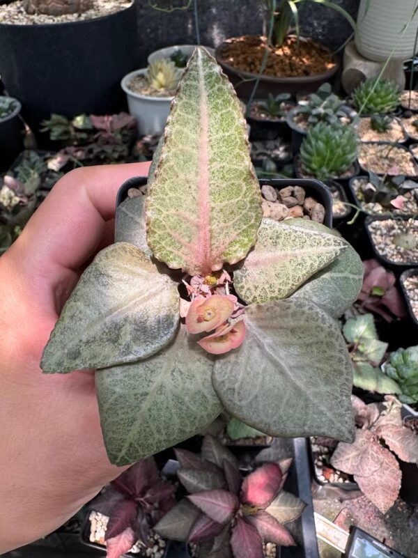 彩葉麒麟（費氏大戟，Euphorbia francoisii）：圖片 14