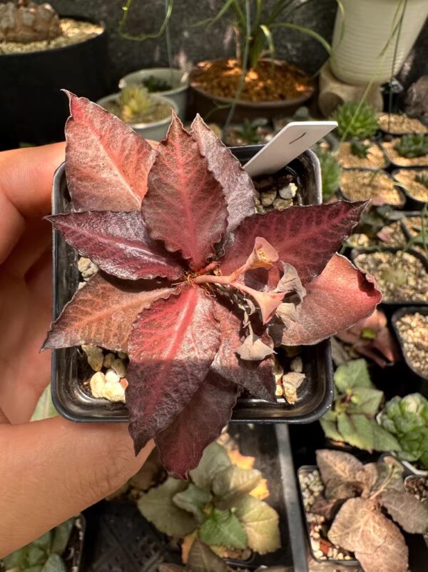 彩葉麒麟（費氏大戟，Euphorbia francoisii）：圖片 11