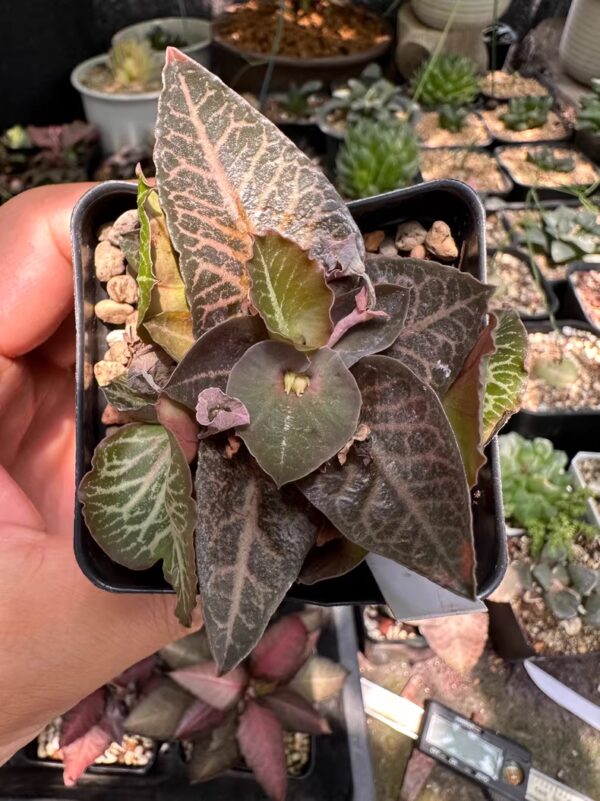彩葉麒麟（費氏大戟，Euphorbia francoisii）：圖片 9