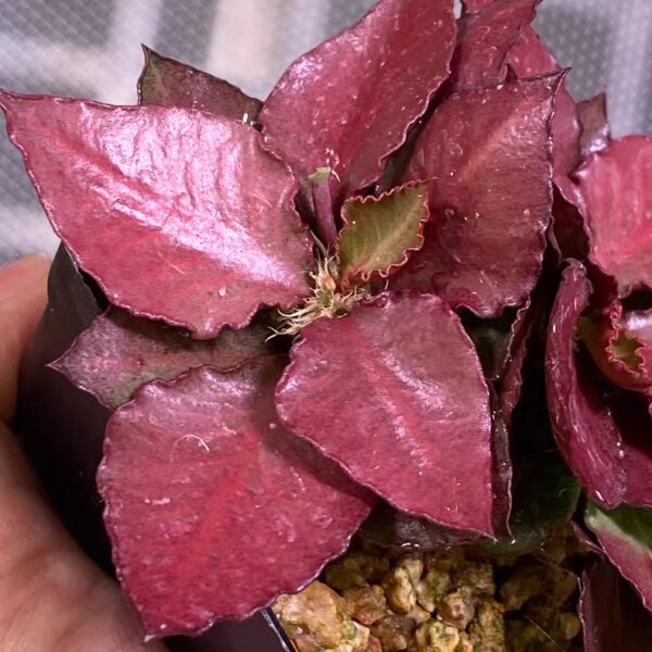 彩葉麒麟（費氏大戟，Euphorbia francoisii）：圖片 6