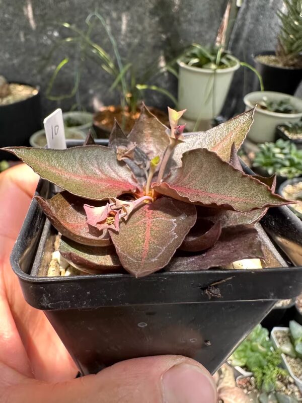 彩葉麒麟（費氏大戟，Euphorbia francoisii）：圖片 18