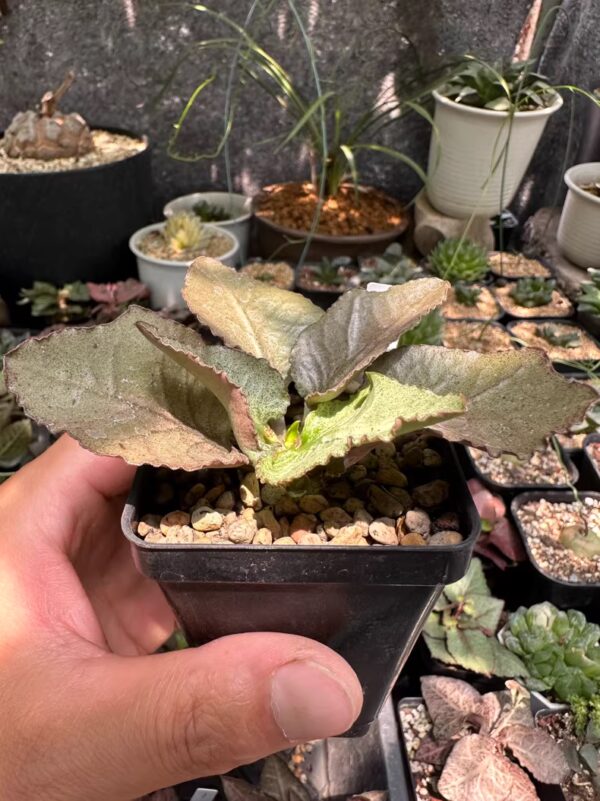 彩葉麒麟（費氏大戟，Euphorbia francoisii）：圖片 17