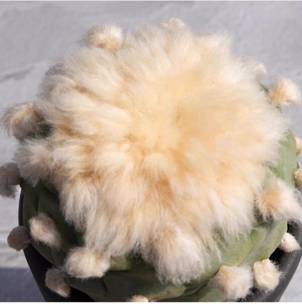 羽毛仙人球Mammillaria plumosa：圖片 6