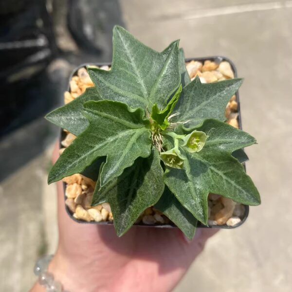 彩葉麒麟（費氏大戟，Euphorbia francoisii）：圖片 16