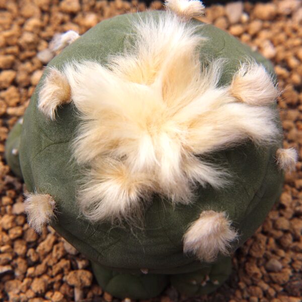 羽毛仙人球Mammillaria plumosa：圖片 5