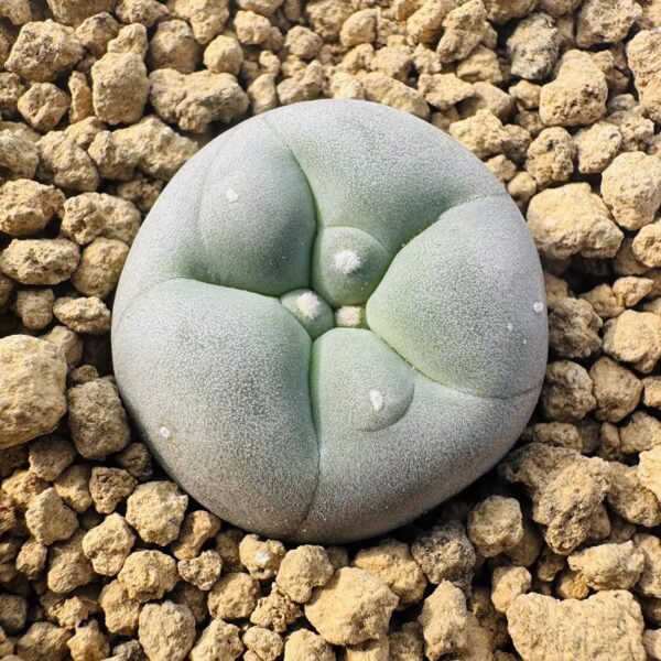羽毛仙人球Mammillaria plumosa：圖片 4