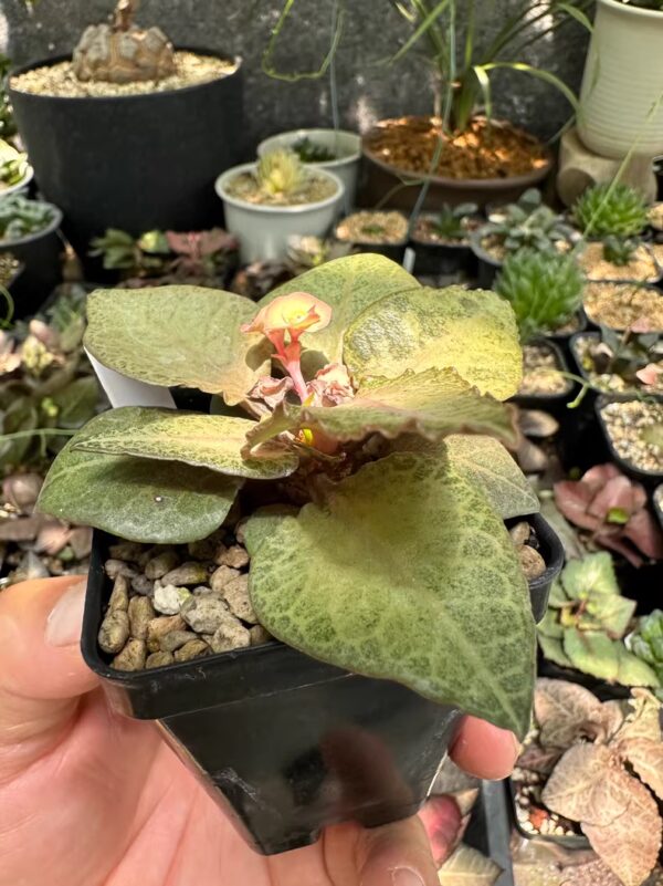 彩葉麒麟（費氏大戟，Euphorbia francoisii）：圖片 15