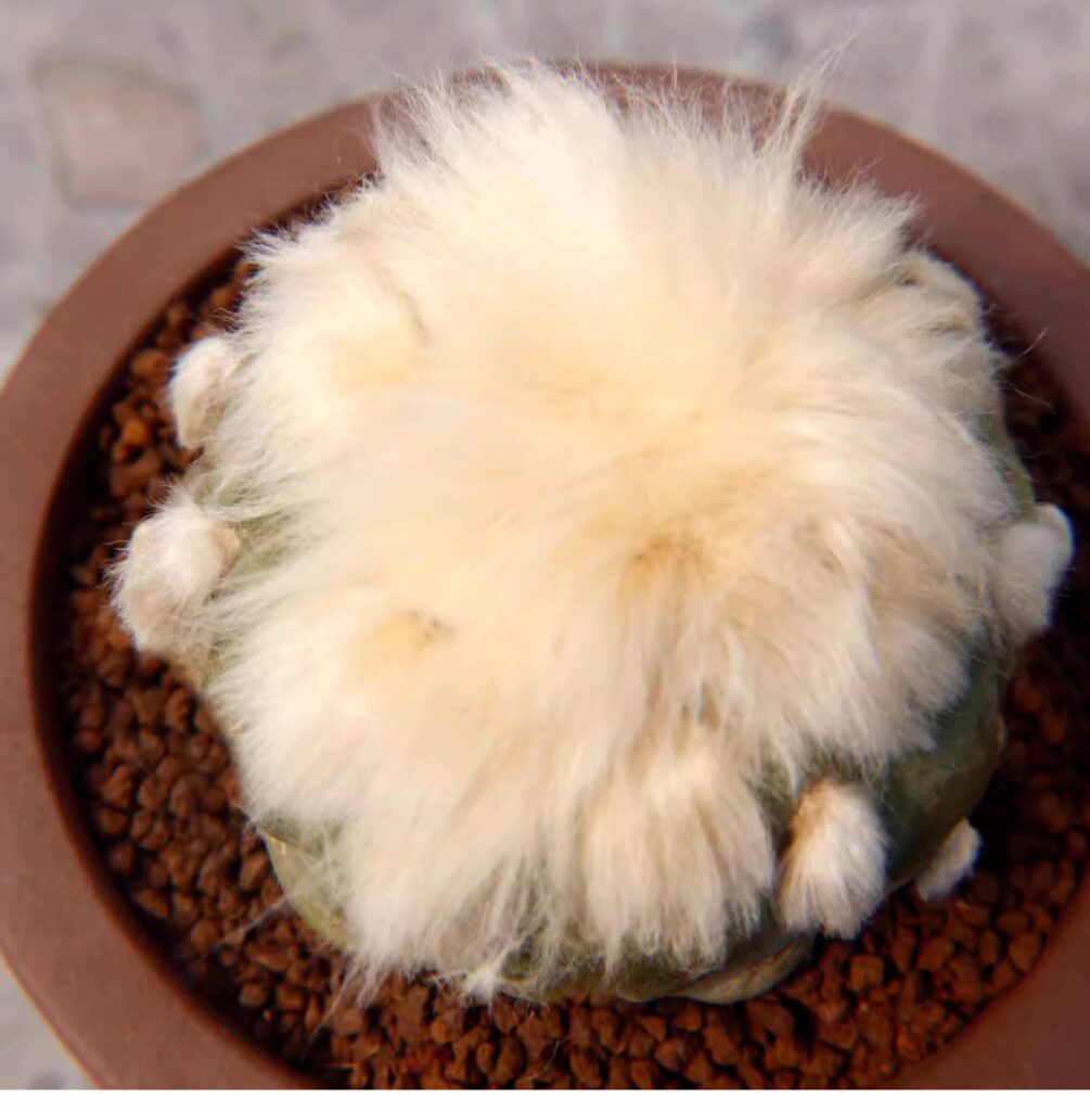 羽毛仙人球Mammillaria plumosa|無刺仙人球