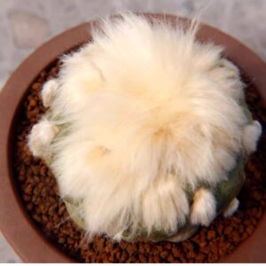 羽毛仙人球Mammillaria plumosa|無刺仙人球