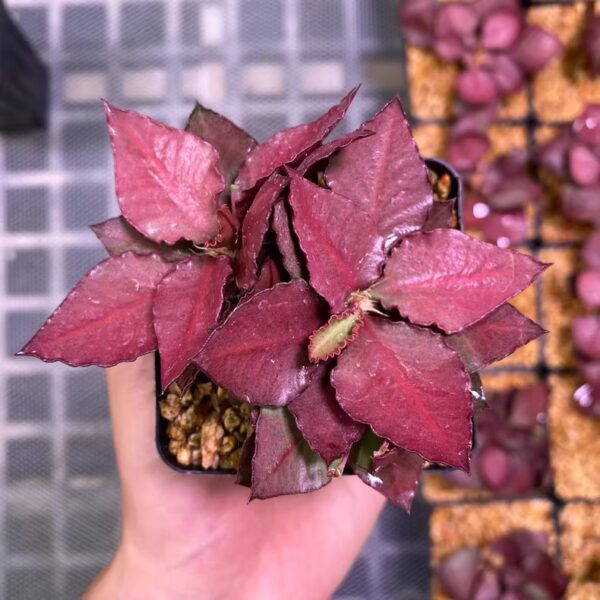 彩葉麒麟（費氏大戟，Euphorbia francoisii）：圖片 13