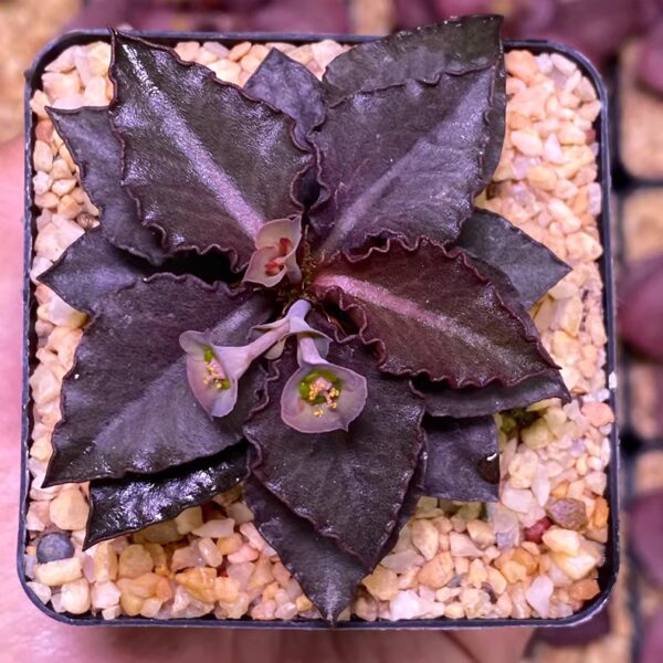 彩葉麒麟（費氏大戟，Euphorbia francoisii）：圖片 10