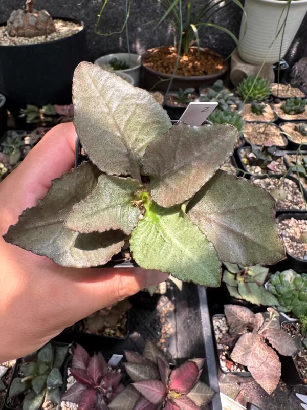 彩葉麒麟（費氏大戟，Euphorbia francoisii）：圖片 8