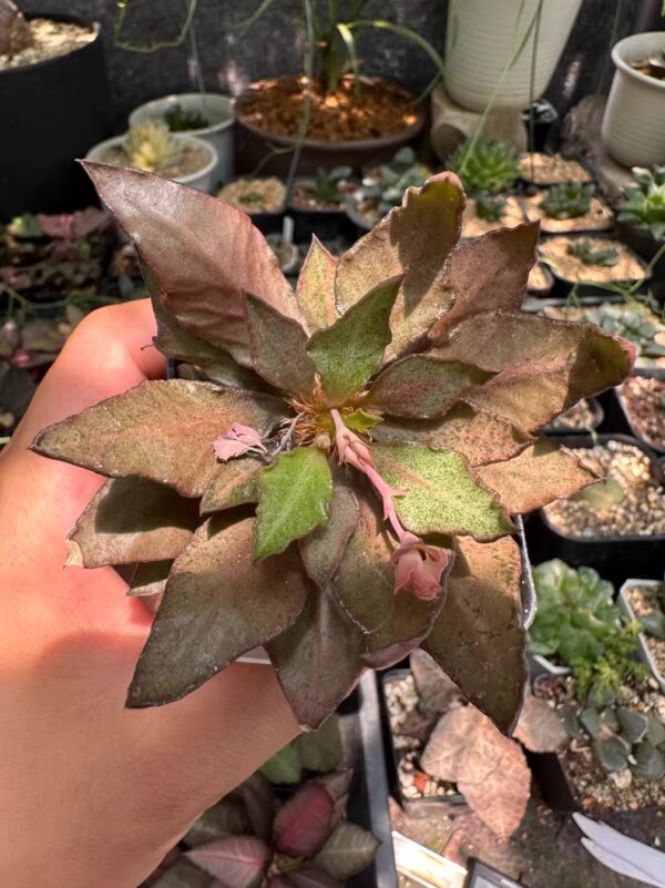 彩葉麒麟（費氏大戟，Euphorbia francoisii）：圖片 7