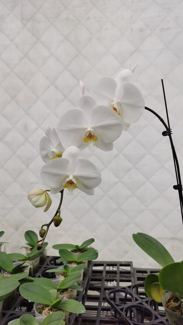大白花蝴蝶蘭 Moth Orchid (Phalaenopsis Sogo Yukidian 'V3' CCE/AOS)：圖片 3