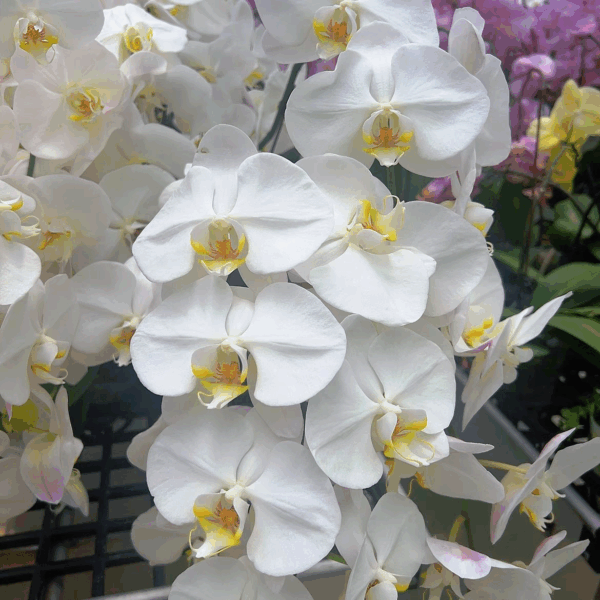 大白花蝴蝶蘭 Moth Orchid (Phalaenopsis Sogo Yukidian 'V3' CCE/AOS)：圖片 4