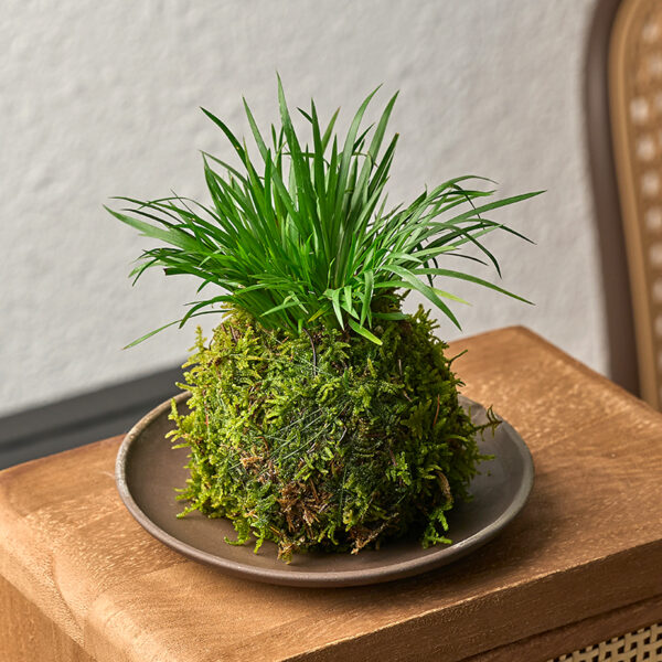 水苔球植藝|Kokedama Botanical Art Series