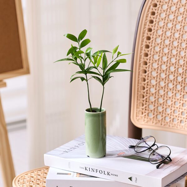 竹柏｜迷你陶瓷筒瓶植栽  Green Podocarpus｜Minimal Ceramic Vase
