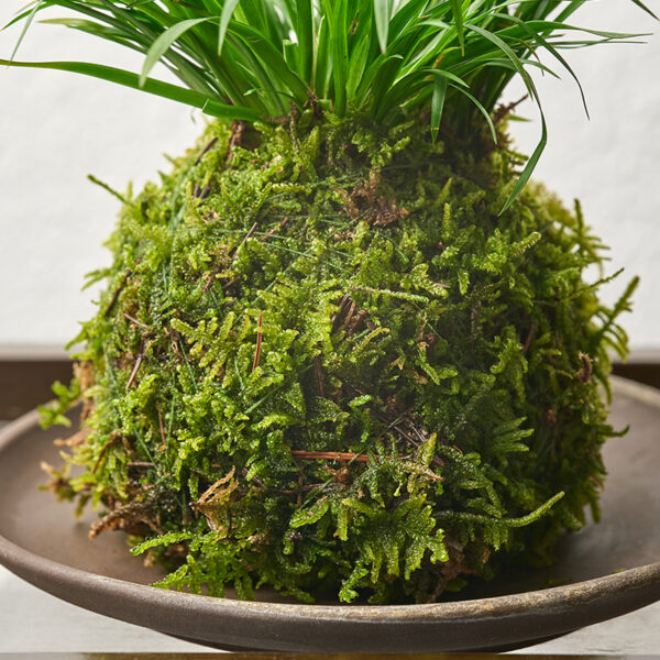 水苔球植藝|Kokedama Botanical Art Series：圖片 5