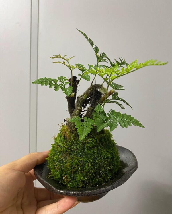 水苔球植藝|Kokedama Botanical Art Series：圖片 4