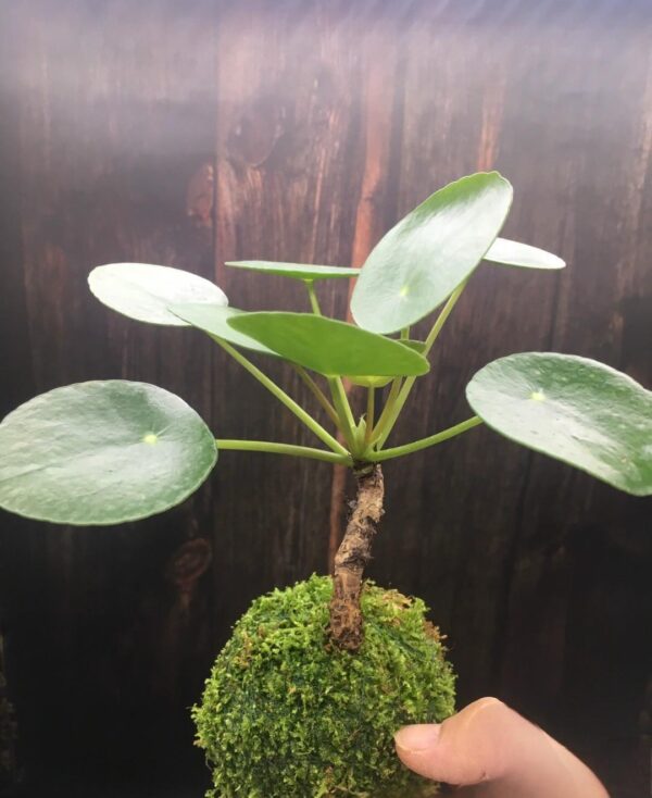 水苔球植藝|Kokedama Botanical Art Series：圖片 3