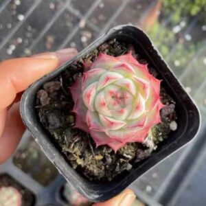 女王玫瑰粉|Queen Rose Pink – Veined Edge Rosette Elegance