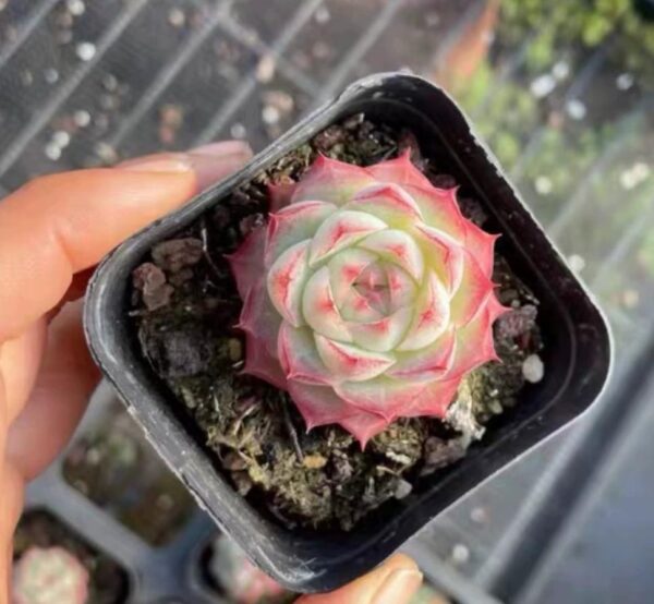 女王玫瑰粉|Queen Rose Pink – Veined Edge Rosette Elegance