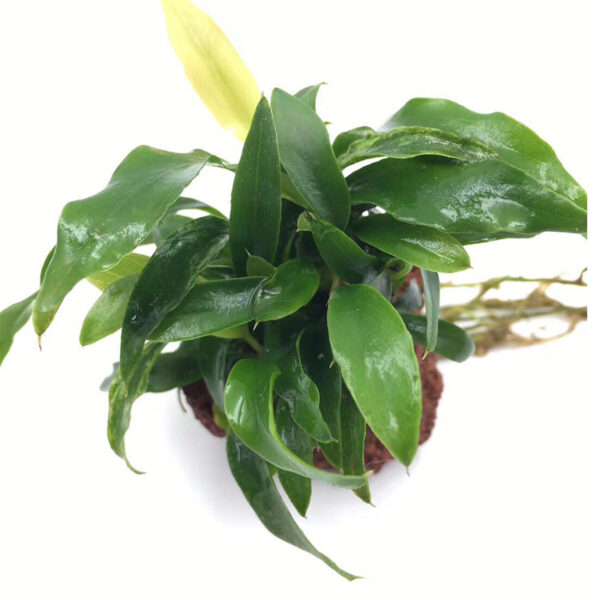 火山石定植水榕｜免底砂設計・低光耐陰水草：圖片 66