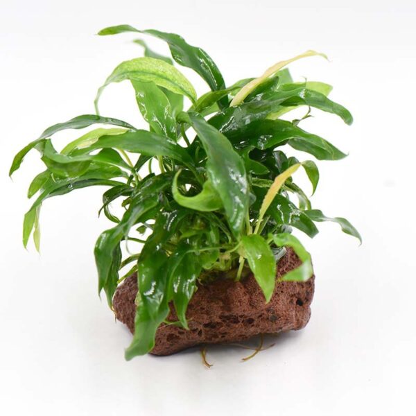 火山石定植水榕｜免底砂設計・低光耐陰水草：圖片 65