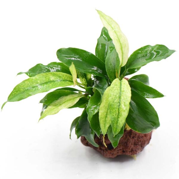 火山石定植水榕｜免底砂設計・低光耐陰水草：圖片 64