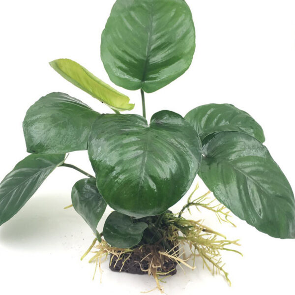 火山石定植水榕｜免底砂設計・低光耐陰水草：圖片 63
