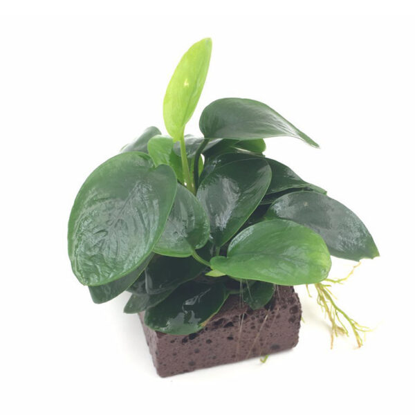 火山石定植水榕｜免底砂設計・低光耐陰水草：圖片 62