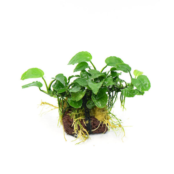 火山石定植水榕｜免底砂設計・低光耐陰水草：圖片 61