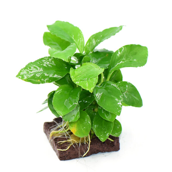 火山石定植水榕｜免底砂設計・低光耐陰水草：圖片 60