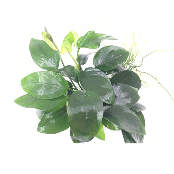 火山石定植水榕｜免底砂設計・低光耐陰水草：圖片 59
