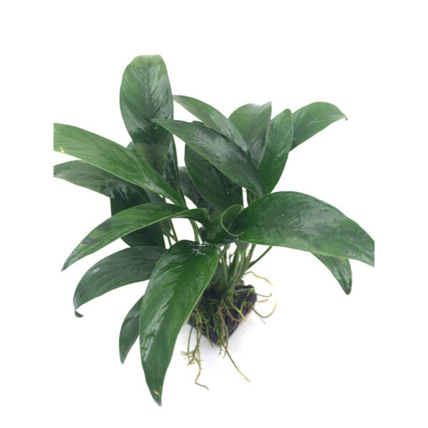 火山石定植水榕｜免底砂設計・低光耐陰水草：圖片 58